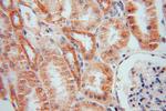 LYPLAL1 Antibody in Immunohistochemistry (Paraffin) (IHC (P))