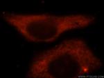 BAG1L Antibody in Immunocytochemistry (ICC/IF)