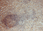 SMYD1 Antibody in Immunohistochemistry (Paraffin) (IHC (P))