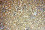 HDAC2 Antibody in Immunohistochemistry (Paraffin) (IHC (P))