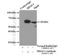 HDAC1 Antibody in Immunoprecipitation (IP)