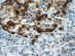 SLC30A8/ZNT8 Antibody in Immunohistochemistry (Paraffin) (IHC (P))