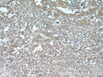 SLC30A8/ZNT8 Antibody in Immunohistochemistry (Paraffin) (IHC (P))