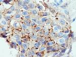 F11R Antibody in Immunohistochemistry (Paraffin) (IHC (P))
