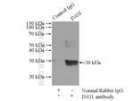 ING1 Antibody in Immunoprecipitation (IP)