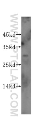 ING1 Antibody in Western Blot (WB)