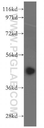 ING3 Antibody in Western Blot (WB)