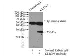 Claudin 9 Antibody in Immunoprecipitation (IP)