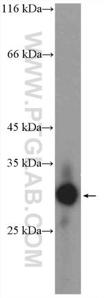 Claudin 9 Antibody in Western Blot (WB)