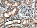 PLEKHM1 Antibody in Immunohistochemistry (Paraffin) (IHC (P))