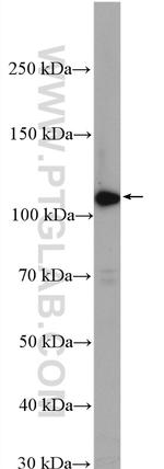 PLEKHM1 Antibody in Western Blot (WB)