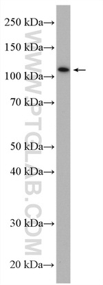PLEKHM1 Antibody in Western Blot (WB)