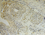 TOE1 Antibody in Immunohistochemistry (Paraffin) (IHC (P))