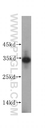 IMP4 Antibody in Western Blot (WB)
