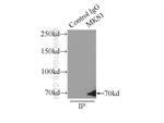MKS1 Antibody in Immunoprecipitation (IP)