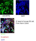 MTF2 Antibody in Immunocytochemistry (ICC/IF)