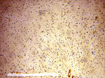 MTF2 Antibody in Immunohistochemistry (Paraffin) (IHC (P))