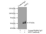 MTF2 Antibody in Immunoprecipitation (IP)