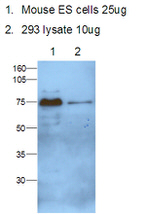 MTF2 Antibody in Western Blot (WB)