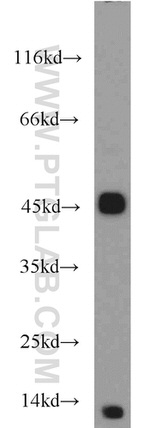 MTF2 Antibody in Western Blot (WB)