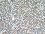 GGCX Antibody in Immunohistochemistry (Paraffin) (IHC (P))