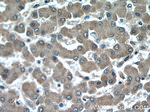 GGCX Antibody in Immunohistochemistry (Paraffin) (IHC (P))