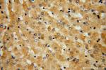 GGCX Antibody in Immunohistochemistry (Paraffin) (IHC (P))