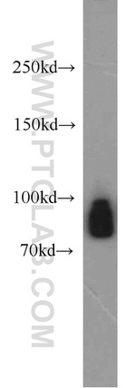 GGCX Antibody in Western Blot (WB)