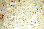ASS1 Antibody in Immunohistochemistry (Paraffin) (IHC (P))