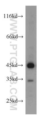 ASS1 Antibody in Western Blot (WB)