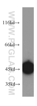 ASS1 Antibody in Western Blot (WB)