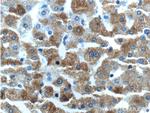 MAP3K6 Antibody in Immunohistochemistry (Paraffin) (IHC (P))