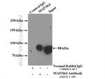 MAP3K6 Antibody in Immunoprecipitation (IP)