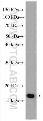 MRPS24 Antibody in Western Blot (WB)