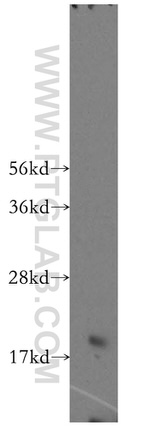 MRPS24 Antibody in Western Blot (WB)