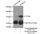 KLHL22 Antibody in Immunoprecipitation (IP)