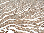 VPS39 Antibody in Immunohistochemistry (Paraffin) (IHC (P))