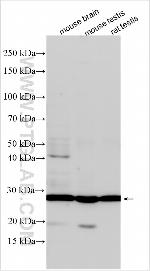 RPL10L Antibody in Western Blot (WB)