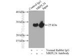 MRPL24 Antibody in Immunoprecipitation (IP)