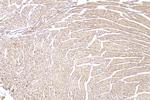 ABI3 Antibody in Immunohistochemistry (Paraffin) (IHC (P))