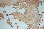 KDSR Antibody in Immunohistochemistry (Paraffin) (IHC (P))