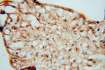 KDSR Antibody in Immunohistochemistry (Paraffin) (IHC (P))