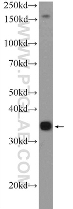 FOXS1 Antibody in Western Blot (WB)