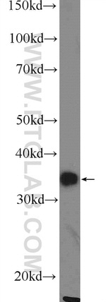 FOXS1 Antibody in Western Blot (WB)