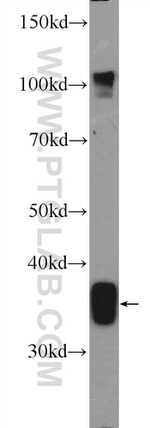 FOXS1 Antibody in Western Blot (WB)