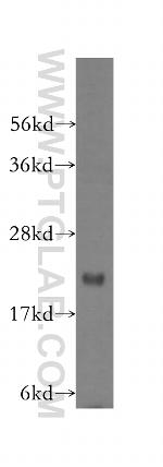 MRPS18A Antibody in Western Blot (WB)