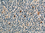 Carboxypeptidase A3 Antibody in Immunohistochemistry (Paraffin) (IHC (P))