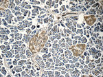 Carboxypeptidase A3 Antibody in Immunohistochemistry (Paraffin) (IHC (P))