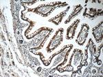 Carboxypeptidase A3 Antibody in Immunohistochemistry (Paraffin) (IHC (P))