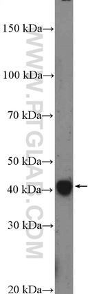 SFRS5 Antibody in Western Blot (WB)